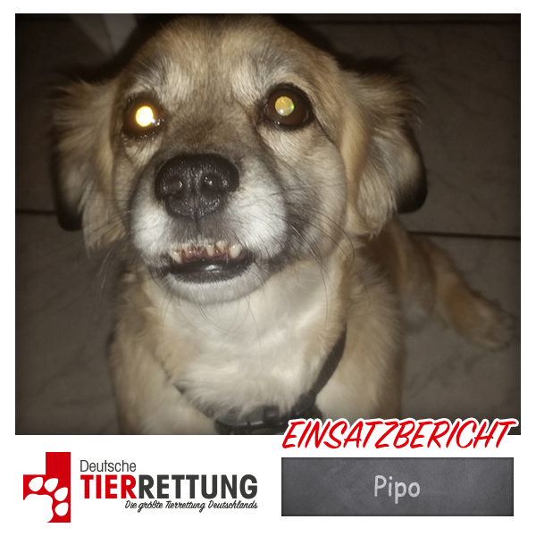 Tierrettung Einsatz: Pipo in Oberhausen