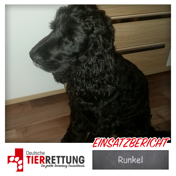 Tierrettung Einsatz: Runkel in Castrop Rauxel