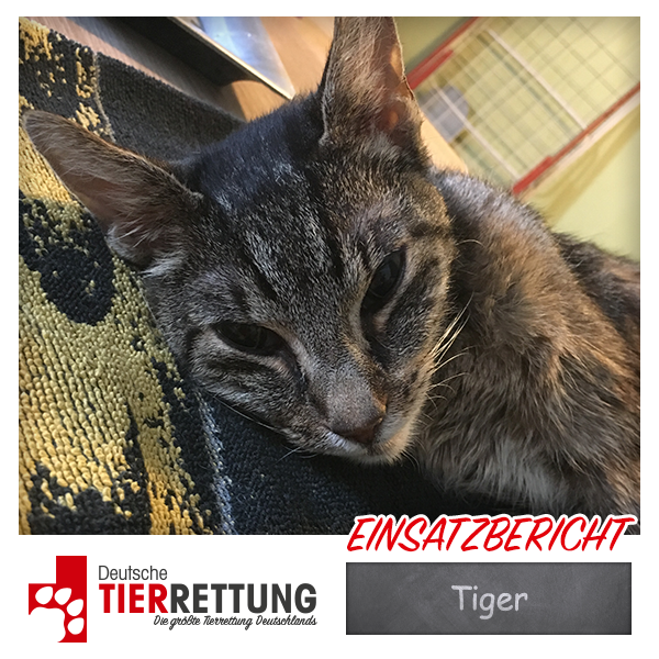 Tierrettung Einsatz: Tiger in Herne