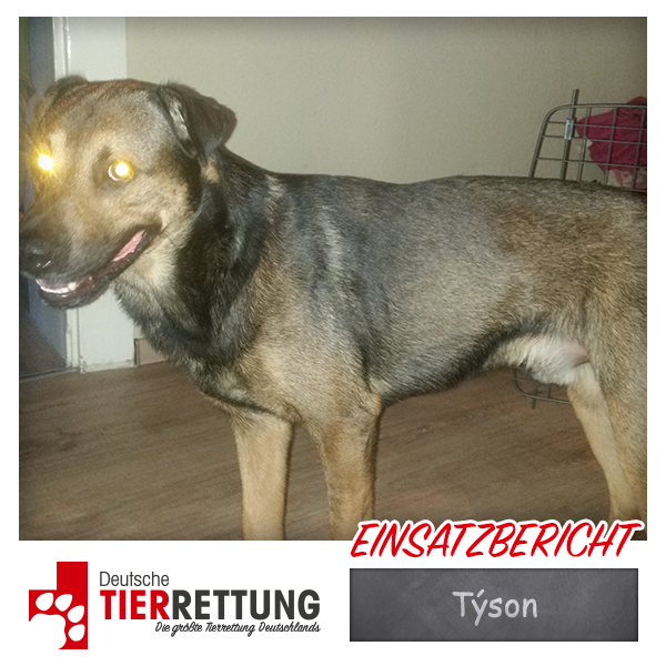 Tierrettung Einsatz: Týson in Castrop Rauxel