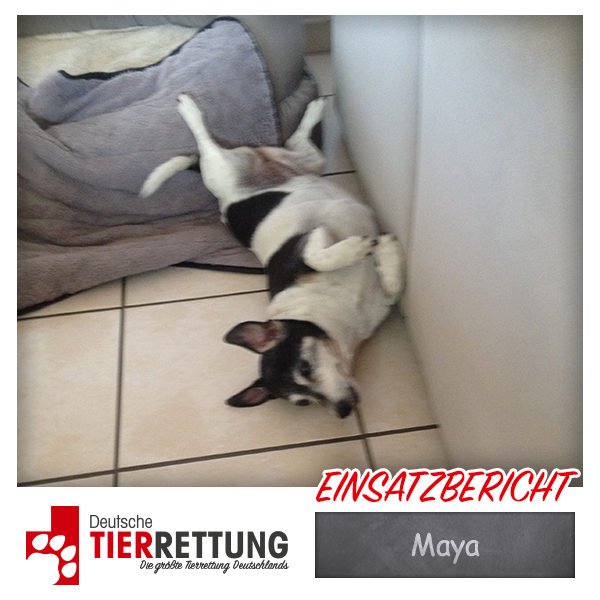 DTR Einsatz: Maya in Castrop Rauxel