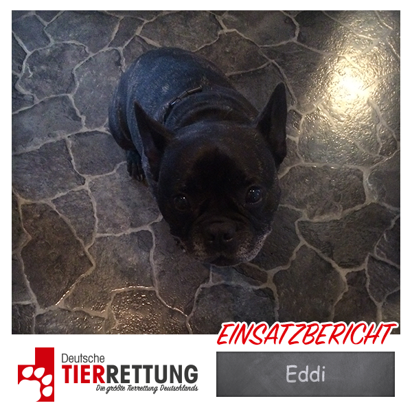 Tierrettung Einsatz: Eddi in Dinslaken