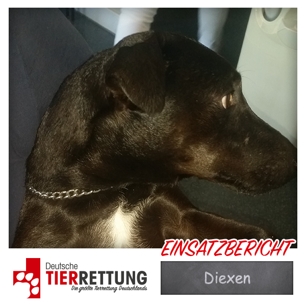 Tierrettung Einsatz: Diexen in Krefeld