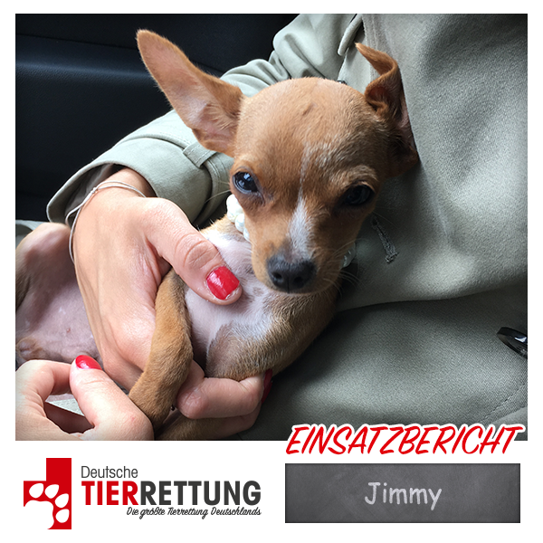 Tierrettung Einsatz: Jimmy in Düsseldorf