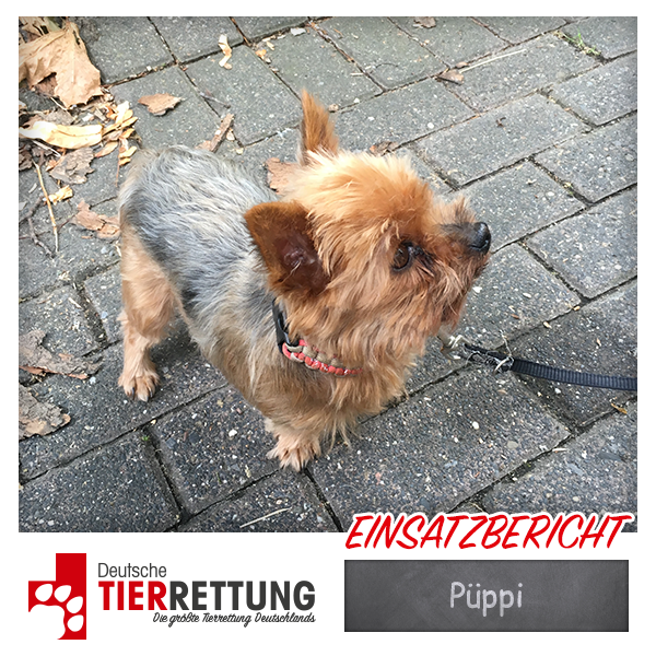 Tierrettung Einsatz: Püppi in Mülheim