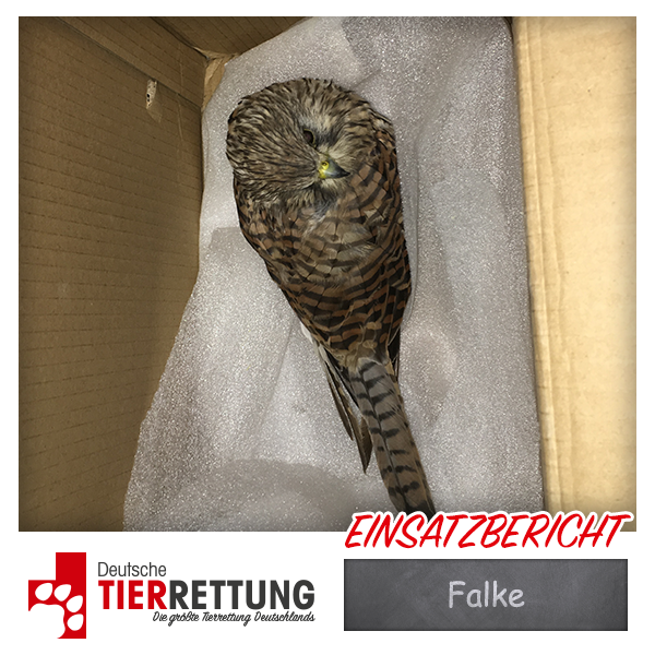 Tierrettung Einsatz: Falke in Oberhausen