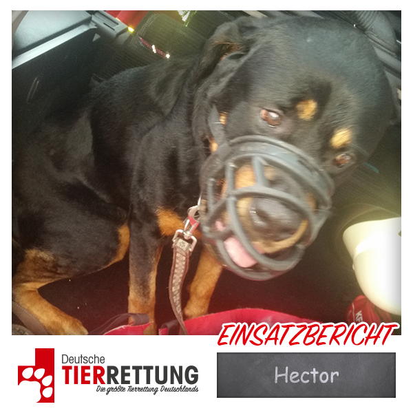Tierrettung Einsatz: Hector in Mülheim an der Ruhr