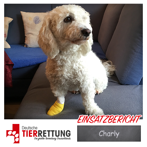 Tierrettung Einsatz: Charly in Essen