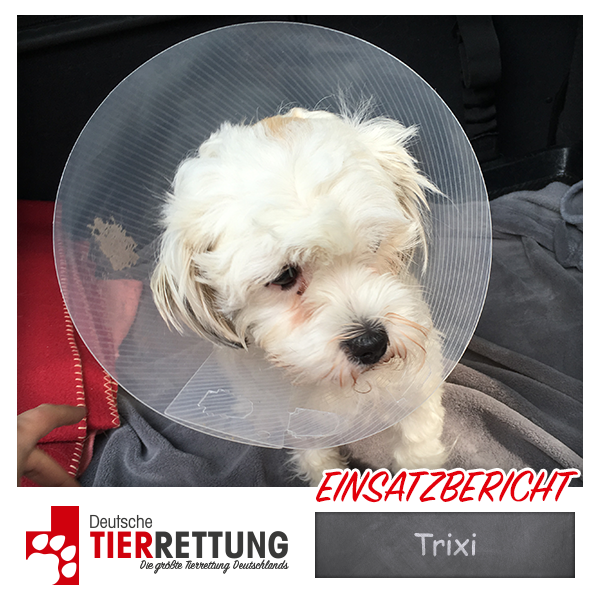 Tierrettung Einsatz: Trixi in Duisburg