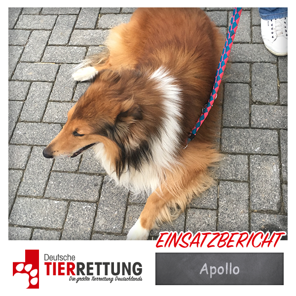 Tierrettung Einsatz: Apollo in Herten