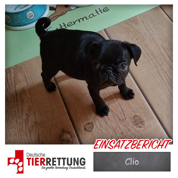 Tierrettung Einsatz: Clio in Oberhausen