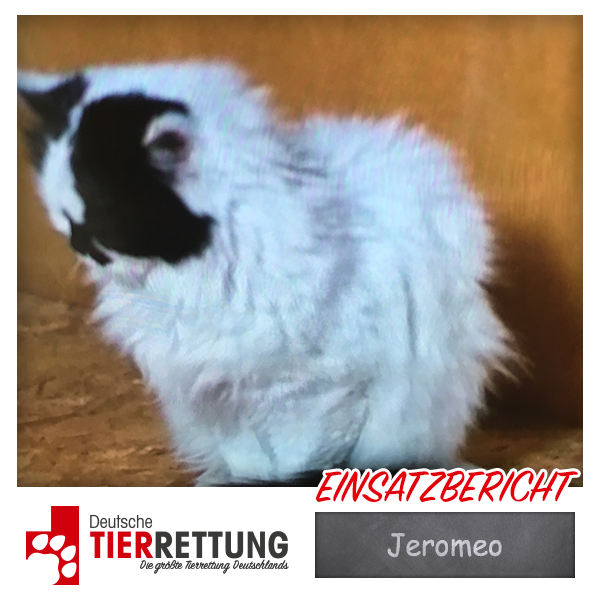 Tierrettung Einsatz: Jeromeo in Gladbeck