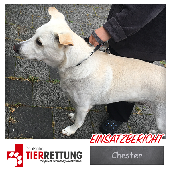 Tierrettung Einsatz: Chester in Bochum