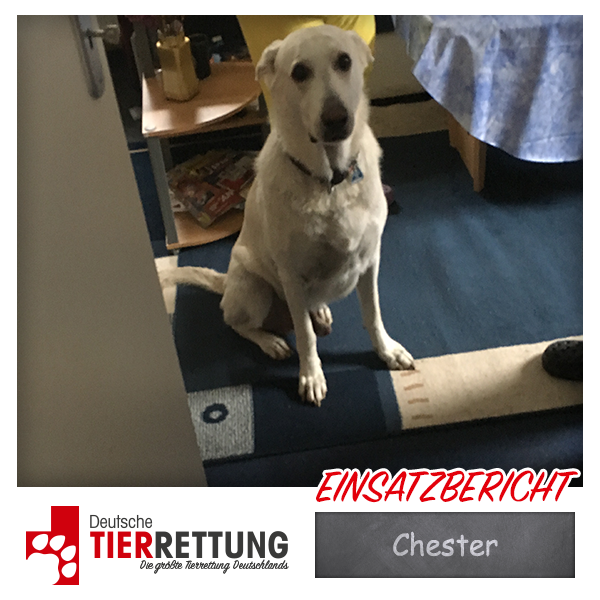 Tierrettung Einsatz: Chester in Bochum