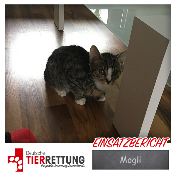 Tierrettung Einsatz: Mogli in Herne