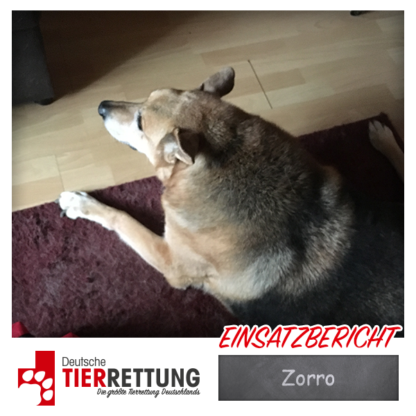 Tierrettung Einsatz: Zorro in Castrop-Rauxel