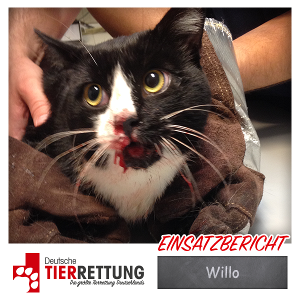 Tierrettung Einsatz: Willo in Essen