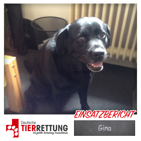Tierrettung Einsatz: Gina in Recklinghausen