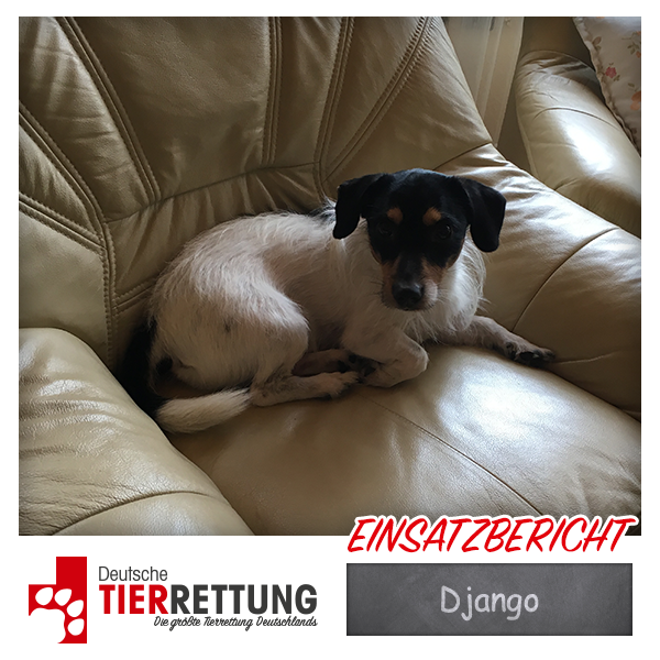 Tierrettung Einsatz: Django in Essen