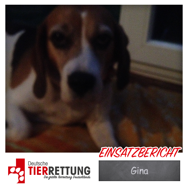 Tierrettung Einsatz: Gina in Witten