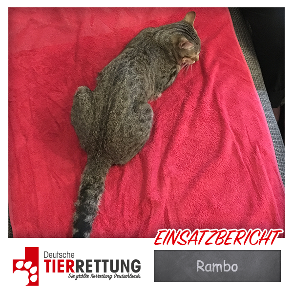 Tierrettung Einsatz: Rambo in Essen