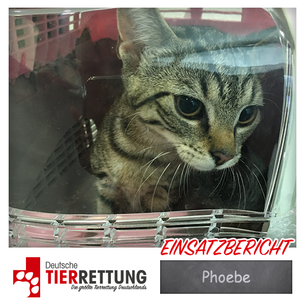 Tierrettung Einsatz: Phoebe in Bochum