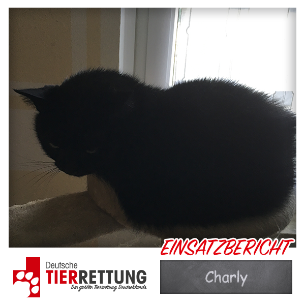 Tierrettung Einsatz: Charly in Essen