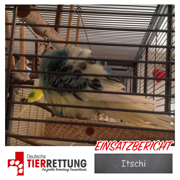 Tierrettung Einsatz: Itschi in Dortmund