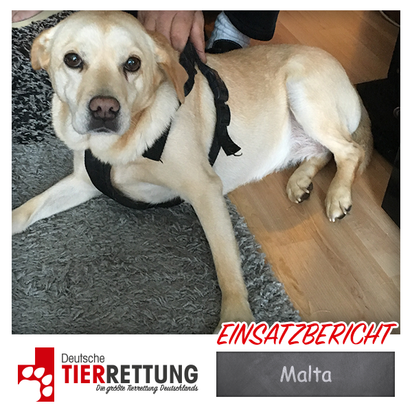 Tierrettung Einsatz: Malta in Recklinghausen