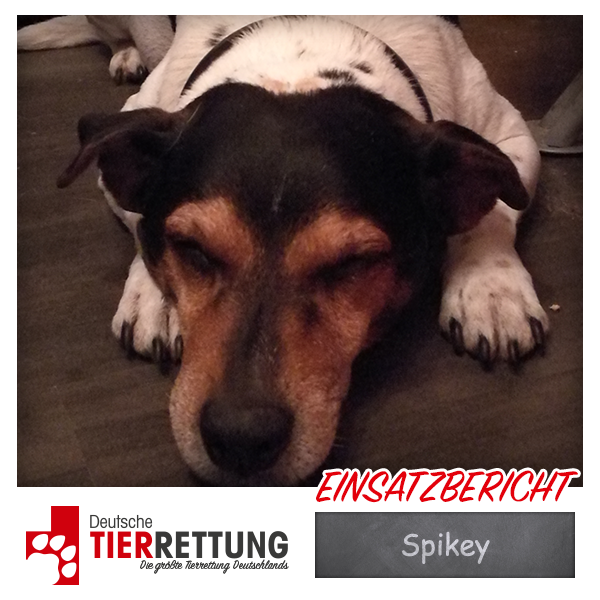Tierrettung Einsatz: Spikey in Oberhausen