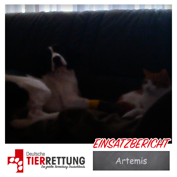 Tierrettung Einsatz: Artemis in Ratingen