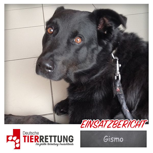 Tierrettung Einsatz: Gismo in Oberhausen