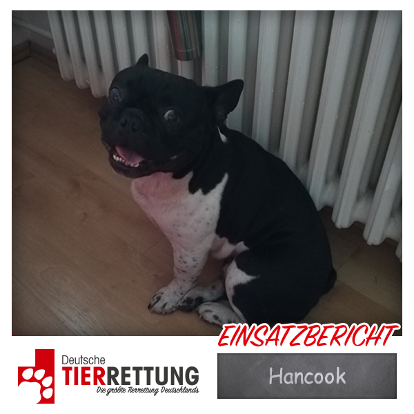 Tierrettung Einsatz: Hancook in Oberhausen