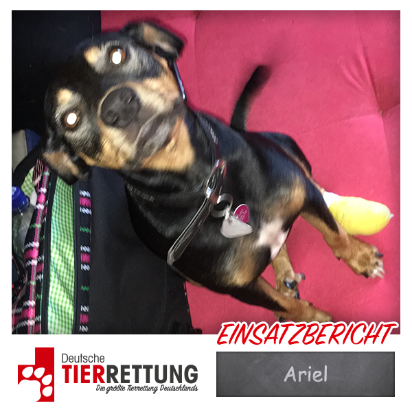 Tierrettung Einsatz: Ariel in Recklinghausen