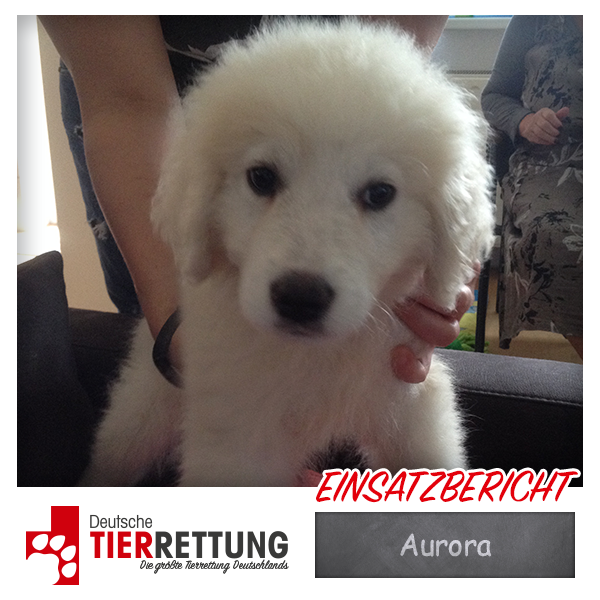 Tierrettung Einsatz: Aurora in Dortmund