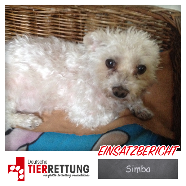 Tierrettung Einsatz: Simba in Dortmund