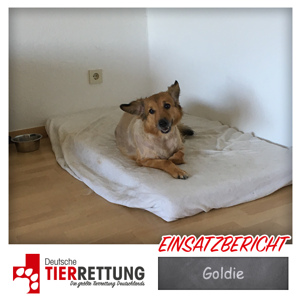 Tierrettung Einsatz: Goldie in Recklinghausen