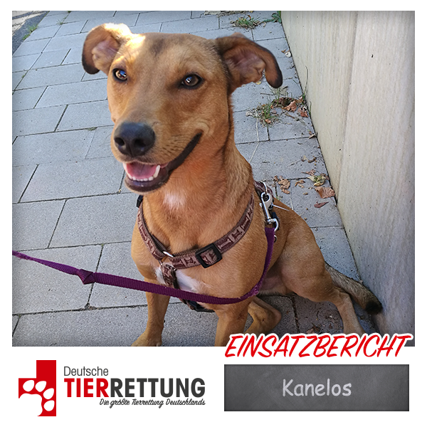 Tierrettung Einsatz: Kanelos in Oberhausen