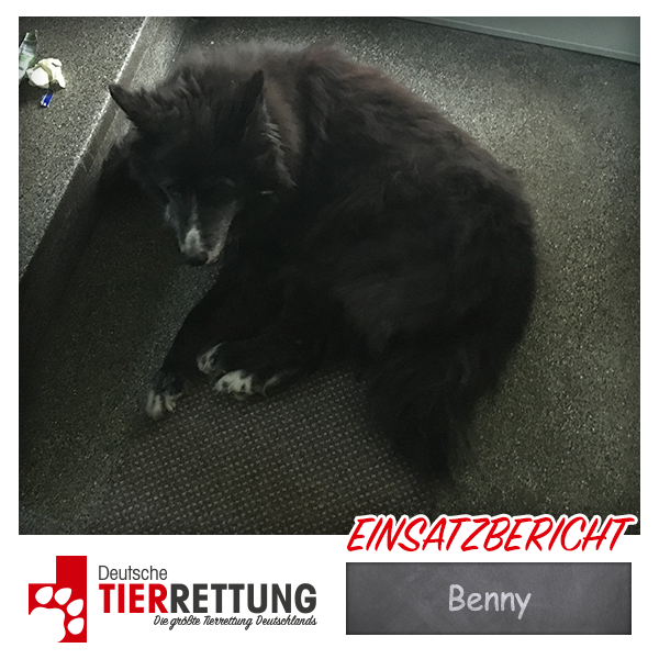 Tierrettung Einsatz: Benny in Recklinghausen