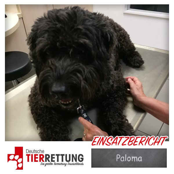 Tierrettung Einsatz: Paloma in Oberhausen