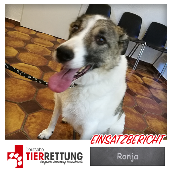 Tierrettung Einsatz: Ronja in Dortmund