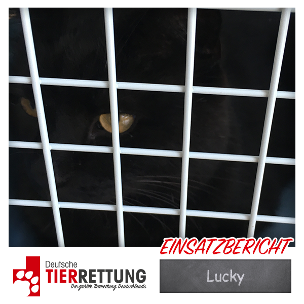 Tierrettung Einsatz: Lucky in Dortmund