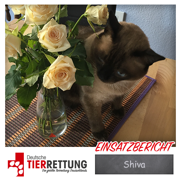 Tierrettung Einsatz: Shiva in Essen