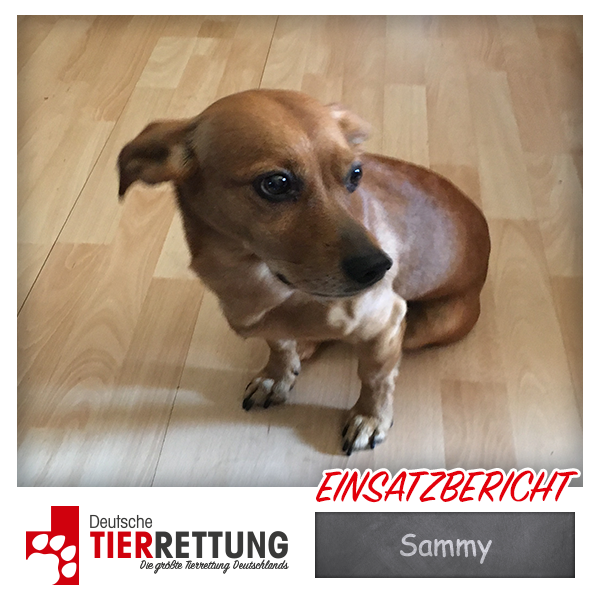 Tierrettung Einsatz: Sammy in Recklinghausen