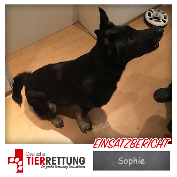 Tierrettung Einsatz: Sophie in Recklinghausen