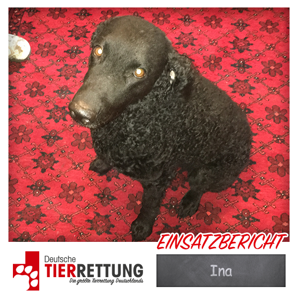 Tierrettung Einsatz: Ina in Witten