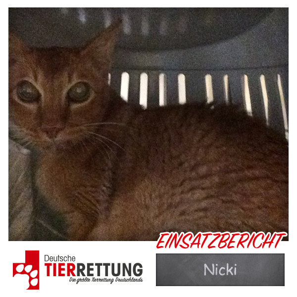 Tierrettung Einsatz: Nicki in Oberhausen