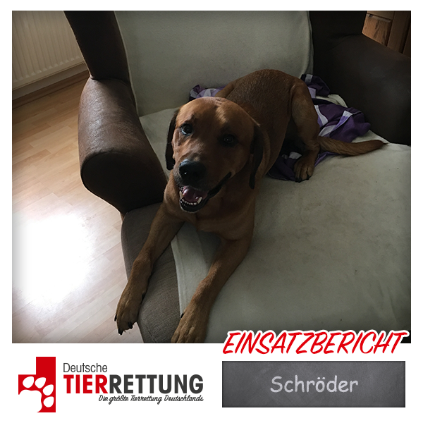 Tierrettung Einsatz: Schröder in Recklinghausen