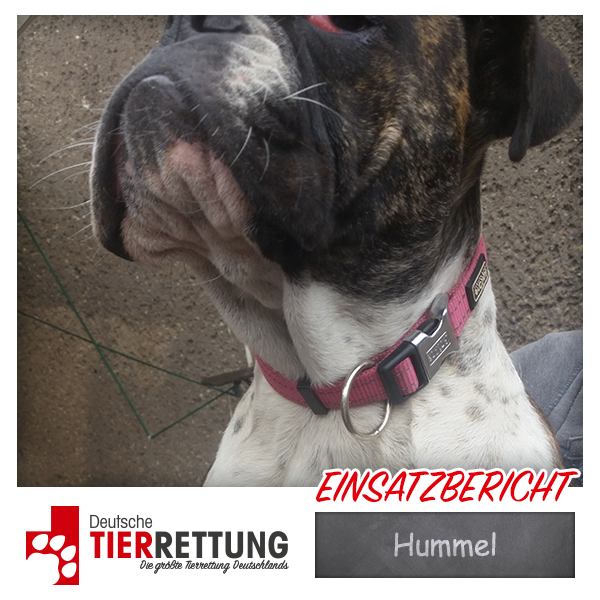 Tierrettung Einsatz: Hummel in Oberhausen