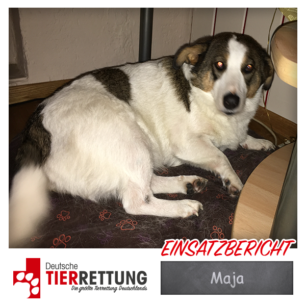 Tierrettung Einsatz: Maja in Gelsenkirchen
